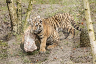 FEATURE - Nikolausüberraschung für die kleinen Tiger