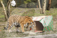 FEATURE - Nikolausüberraschung für die kleinen Tiger