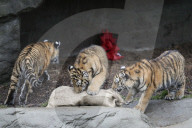 FEATURE - Nikolausüberraschung für die kleinen Tiger