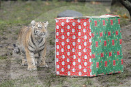 FEATURE - Nikolausüberraschung für die kleinen Tiger