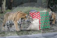 FEATURE - Nikolausüberraschung für die kleinen Tiger