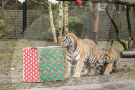 FEATURE - Nikolausüberraschung für die kleinen Tiger