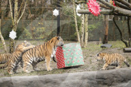 FEATURE - Nikolausüberraschung für die kleinen Tiger