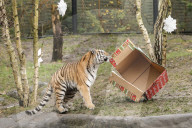 FEATURE - Nikolausüberraschung für die kleinen Tiger