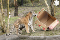 FEATURE - Nikolausüberraschung für die kleinen Tiger