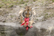 FEATURE - Nikolausüberraschung für die kleinen Tiger