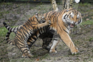 FEATURE - Nikolausüberraschung für die kleinen Tiger