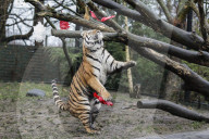 FEATURE - Nikolausüberraschung für die kleinen Tiger