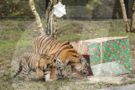 FEATURE - Nikolausüberraschung für die kleinen Tiger