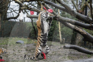 FEATURE - Nikolausüberraschung für die kleinen Tiger