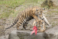 FEATURE - Nikolausüberraschung für die kleinen Tiger