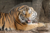 FEATURE - Nikolausüberraschung für die kleinen Tiger