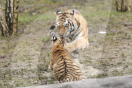 FEATURE - Nikolausüberraschung für die kleinen Tiger
