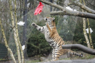 FEATURE - Nikolausüberraschung für die kleinen Tiger