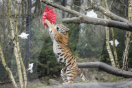 FEATURE - Nikolausüberraschung für die kleinen Tiger