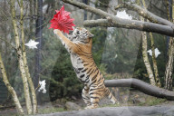 FEATURE - Nikolausüberraschung für die kleinen Tiger