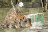 FEATURE - Nikolausüberraschung für die kleinen Tiger