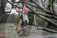 FEATURE - Nikolausüberraschung für die kleinen Tiger