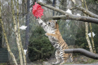 FEATURE - Nikolausüberraschung für die kleinen Tiger