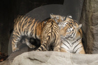 FEATURE - Nikolausüberraschung für die kleinen Tiger