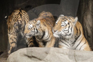 FEATURE - Nikolausüberraschung für die kleinen Tiger