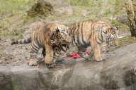 FEATURE - Nikolausüberraschung für die kleinen Tiger