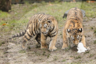 FEATURE - Nikolausüberraschung für die kleinen Tiger