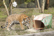 FEATURE - Nikolausüberraschung für die kleinen Tiger