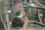 FEATURE - Nikolausüberraschung für die kleinen Tiger