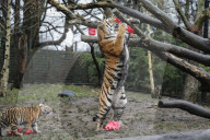 FEATURE - Nikolausüberraschung für die kleinen Tiger