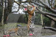 FEATURE - Nikolausüberraschung für die kleinen Tiger