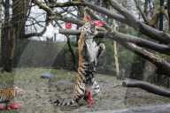 FEATURE - Nikolausüberraschung für die kleinen Tiger