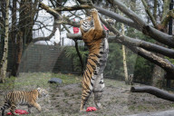 FEATURE - Nikolausüberraschung für die kleinen Tiger