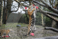 FEATURE - Nikolausüberraschung für die kleinen Tiger