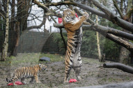 FEATURE - Nikolausüberraschung für die kleinen Tiger