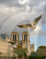 FEATURE - Notre Dame in Paris