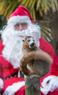 FEATURE - Es weihnachtet *