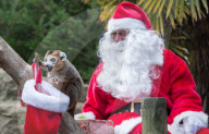 FEATURE - Es weihnachtet *