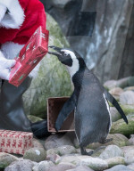FEATURE - Es weihnachtet *