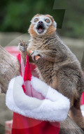 FEATURE - Es weihnachtet *