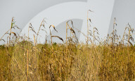 REPORTAGE - Projekt 'Brides Of The Sun'