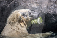 FEATURE - So lebt der Eisbär im Zoo von Sao Paulo