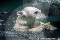 FEATURE - So lebt der Eisbär im Zoo von Sao Paulo