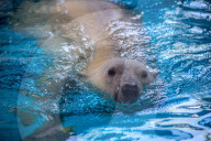 FEATURE - So lebt der Eisbär im Zoo von Sao Paulo