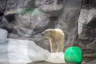 FEATURE - So lebt der Eisbär im Zoo von Sao Paulo