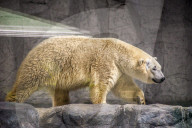 FEATURE - So lebt der Eisbär im Zoo von Sao Paulo