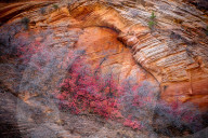 FEATURE - Herbstliche Farben im Zion National Park in Springdale
