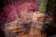 FEATURE - Herbstliche Farben im Zion National Park in Springdale