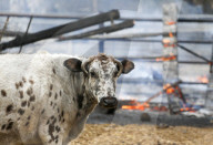 NEWS - USA: Waldbrände in Kalifornien