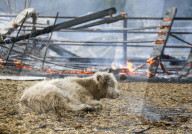 NEWS - USA: Waldbrände in Kalifornien